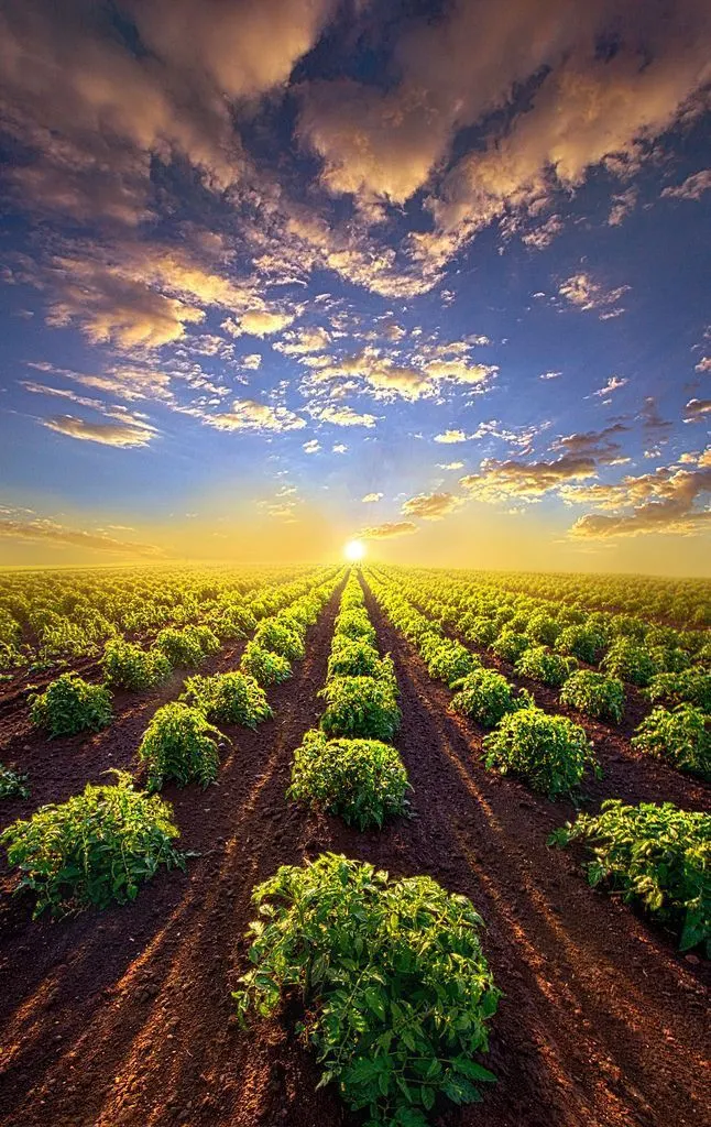 Lavoura em fileiras ao amanhecer